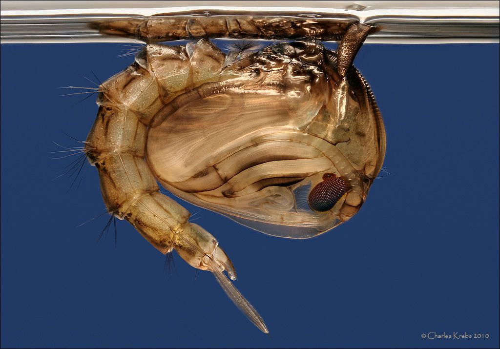 pupa