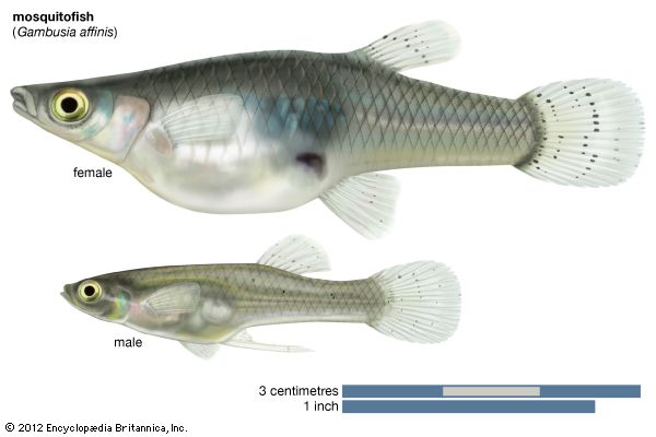 gambusia 1