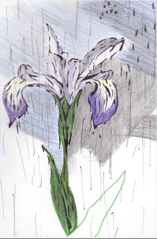 Forum Image: http://i346.photobucket.com/albums/p405/Ziggy0taku/My%20Drawings/roughdraftirisym1.png