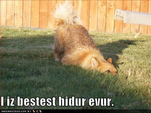 funny-dog-pictures-your-dog-thinks-.jpg dog hiding. image by Holyangel89