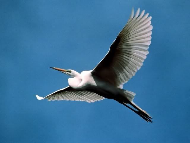 Птички (75 фото) - Скарамуш.ру - сайт хорошего настроения!