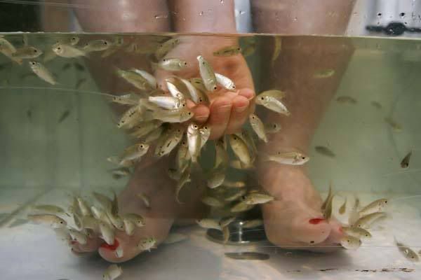 Рыбки которые делаю педикюр Рыбки которые делаю педикюр