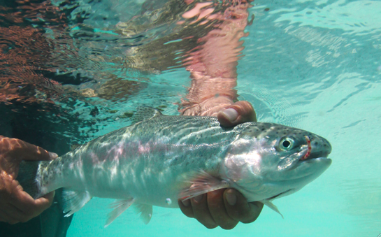 Underwater Photo Rainbow Trout