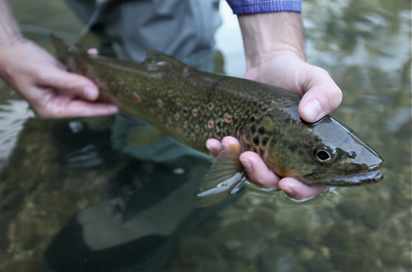 Fly Fishing Slovenia