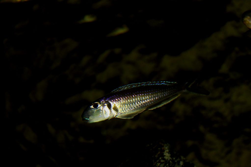 tanganyikacichlide • Toon onderwerp - Erwin\'s Xenotilapia bakkie. tanganyikacichlide • Toon onderwerp - Erwin\'s Xenotilapia bakkie.