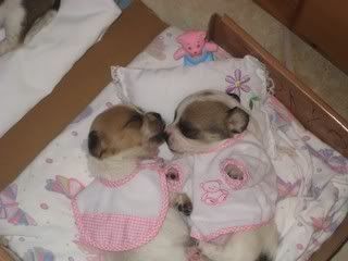 Puppies.jpg