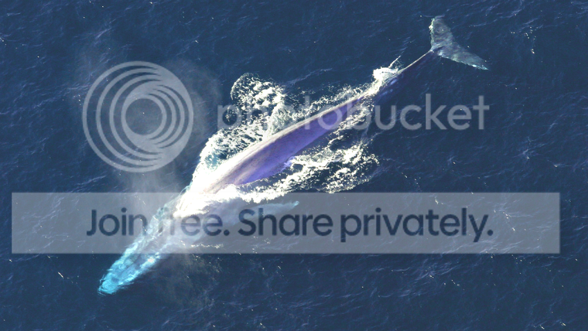  photo whale_zpsh2vfmo34.png