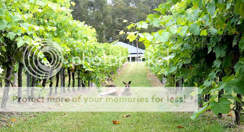 Wijn proeven in Australië: Oak Vale