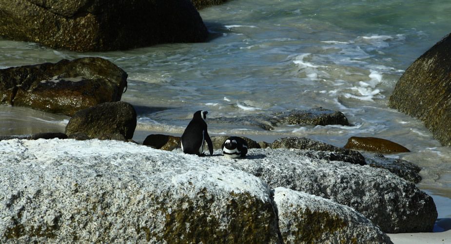 Pinguïns spotten Zuid-Afrika: Boulder's Beach, Simons Town | Mooistestedentrips.nl