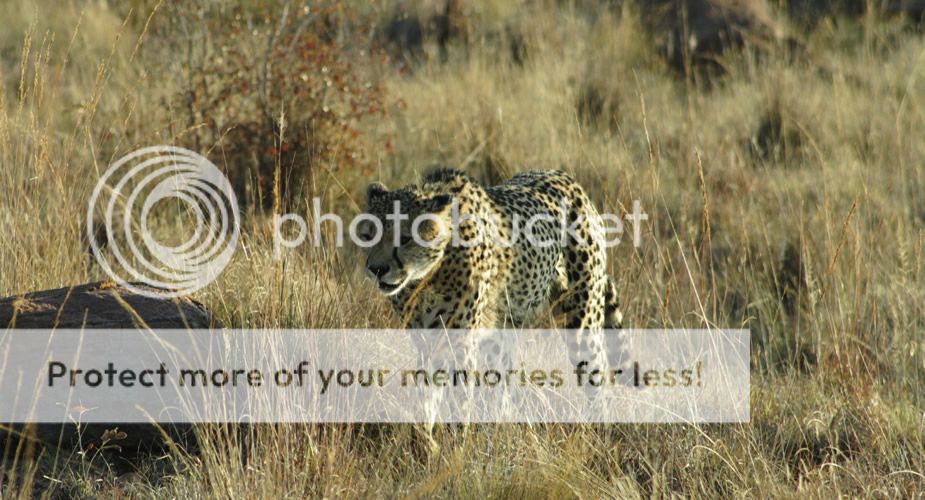 Safari in Zuid-Afrika, op 3 uur rijden van Johannesburg: Kololo Game Reserve | Mooistestedentrips.nl
