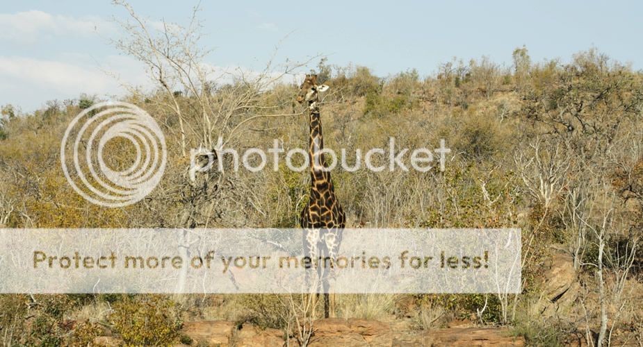 The Big 5, Game drive Kololo Game Reserve: safari in Zuid-Afrika | Mooistestedentrips.nl