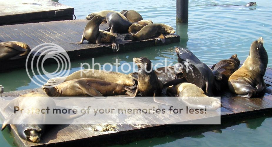 Must-see in San Francisco: zeeleeuwen aan Pier 39 | Mooistestedentrips.nl