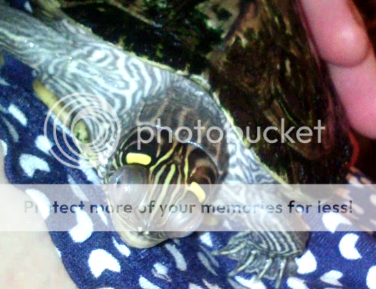 Bulging Turtle Eyes Please Help - Reptile Forums